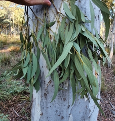 Eucalyptus mannifera