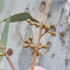 Eucalyptus mannifera