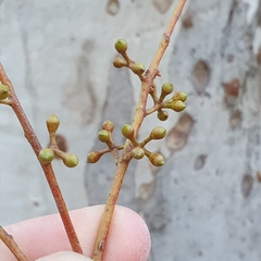 Eucalyptus mannifera