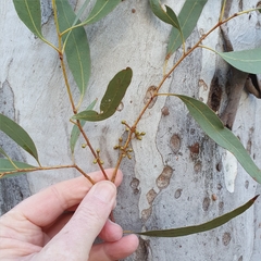 Eucalyptus mannifera
