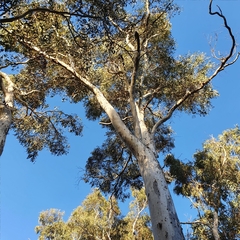 Eucalyptus mannifera