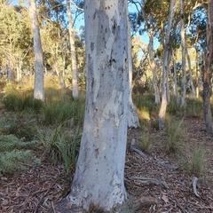 Eucalyptus mannifera