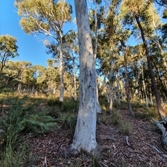Eucalyptus mannifera