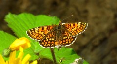 Melitaea pseudornata