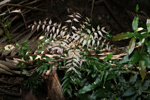 Image of Lepiderema pulchella by (c) Greg Tasney, some rights reserved (CC BY-SA)