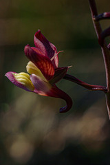 Eulophia clitellifera image