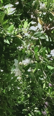 Myrtus communis