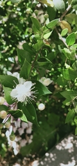 Myrtus communis
