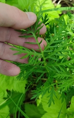 Artemisia latifolia