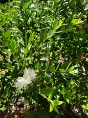 Myrtus communis
