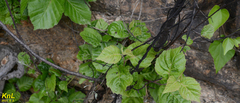 Actinidia kolomikta