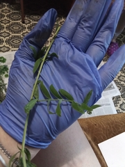 Angiospermae