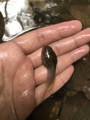 Leptobrachium hendricksoni