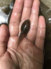 Leptobrachium hendricksoni