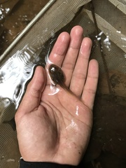 Leptobrachium hendricksoni