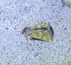 Heliothodes
