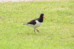 Haematopus ostralegus