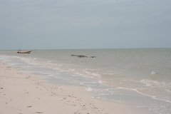 Pelecanidae