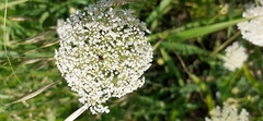 Rhagonycha fulva