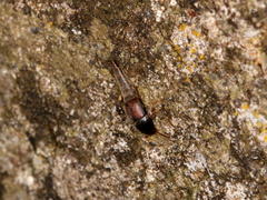 Sepedophilus marshami