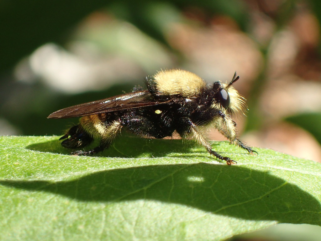 Pacific Laphria