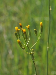 Crepis pulchra