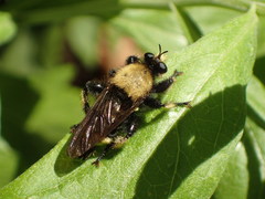 Laphria sackeni