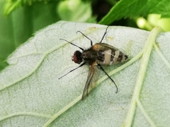 Entomophthoromycotina