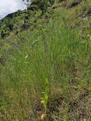 Crepis pulchra