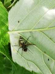 Entomophthoromycotina