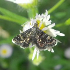 Heliothela wulfeniana