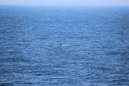 photo of Humpback Whale (Megaptera novaeangliae)