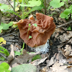 Gyromitra fastigiata