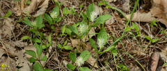 Chloranthus