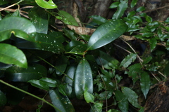 Syzygium moorei