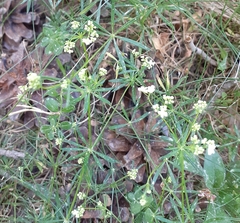 Galium pumilum