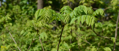 Platycarya