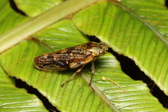 Pseudaphronella jactator