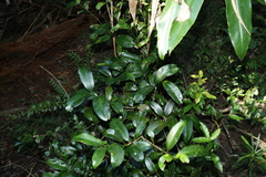 Syzygium moorei