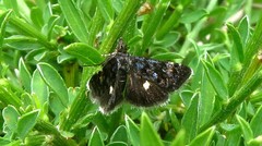 Heliothela wulfeniana