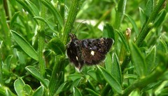Heliothela wulfeniana