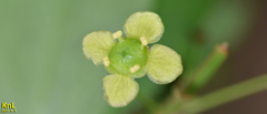 Adoxa moschatellina