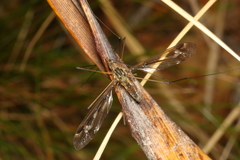 Leptotarsus lunatus