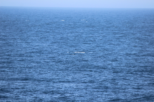 photo of Humpback Whale (Megaptera novaeangliae)