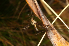 Leptotarsus lunatus