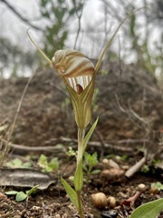 Pterostylis truncata
