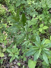 Eupatorium cannabinum