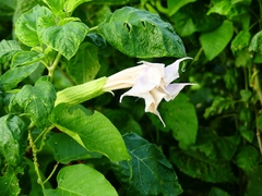 Datura metel