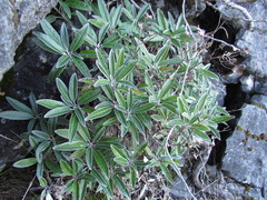 Brachyglottis laxifolia