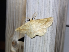 Euchlaena marginaria